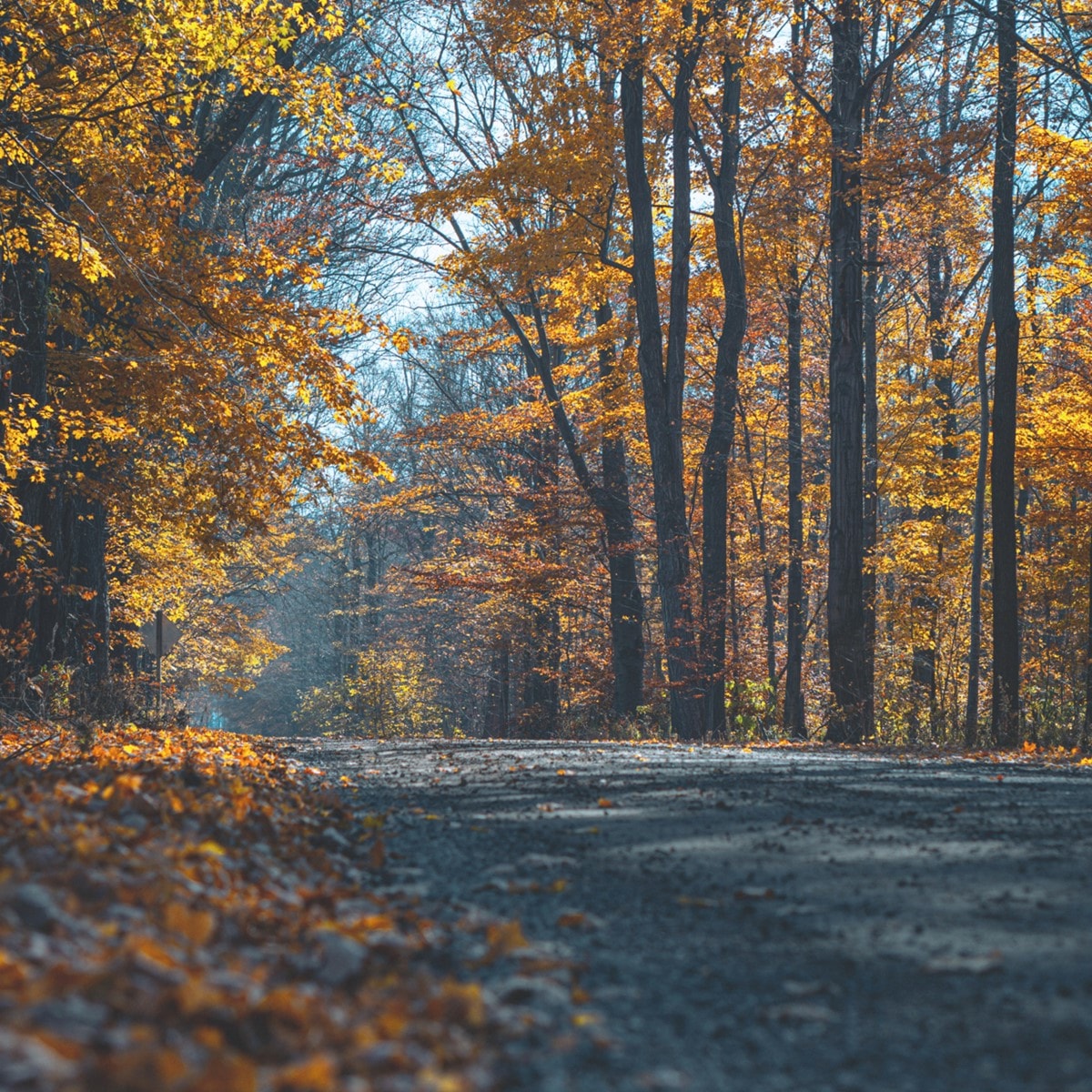 A picture of the Blenheim community path